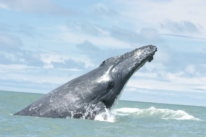 Avistamiento de Ballenas en Nuquí