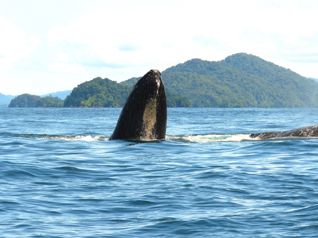 Avistamiento de Ballenas